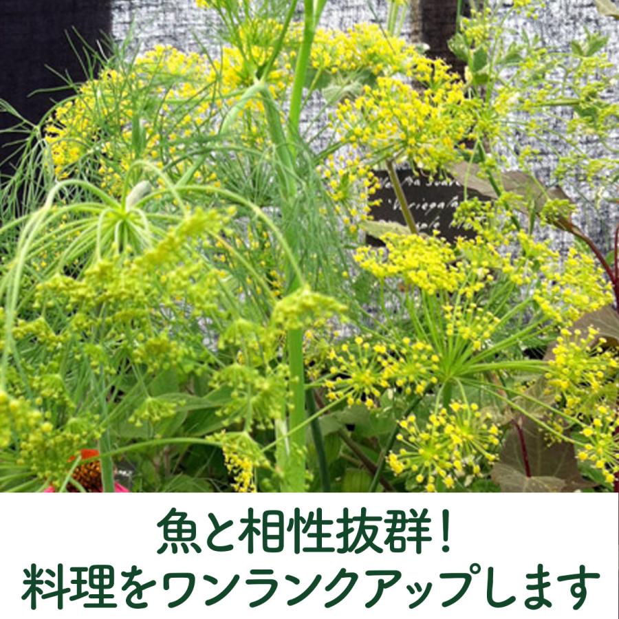 ハーブ 苗 ディル（種類 栽培 ハーブガーデン ハーブティー 花 ガーデニング 栽培キット） |  | 03