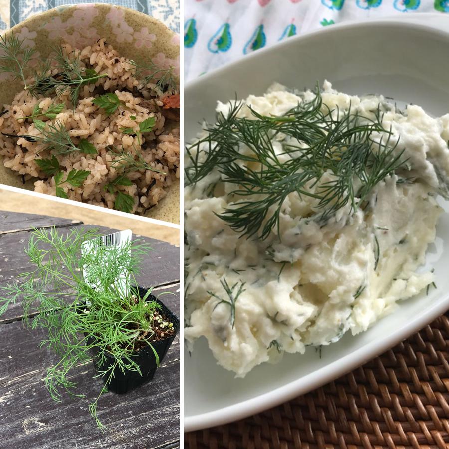 ハーブ 苗 ディル（種類 栽培 ハーブガーデン ハーブティー 花 ガーデニング 栽培キット） |  | 04