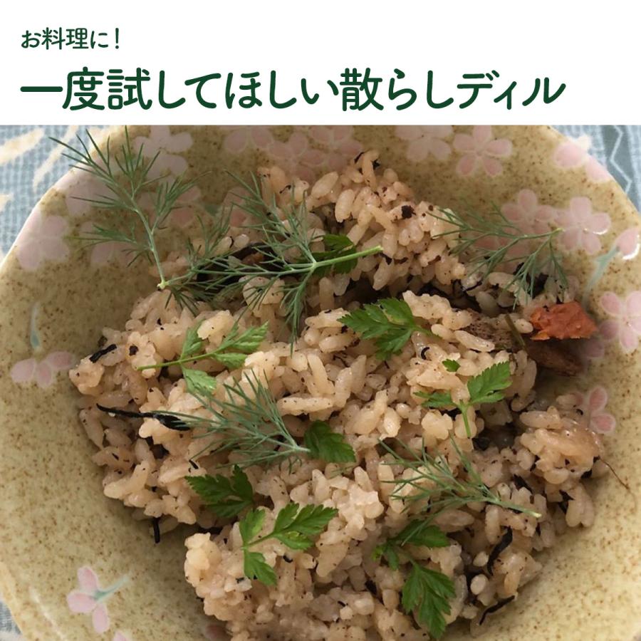 ハーブ 苗 ディル（種類 栽培 ハーブガーデン ハーブティー 花 ガーデニング 栽培キット） |  | 08