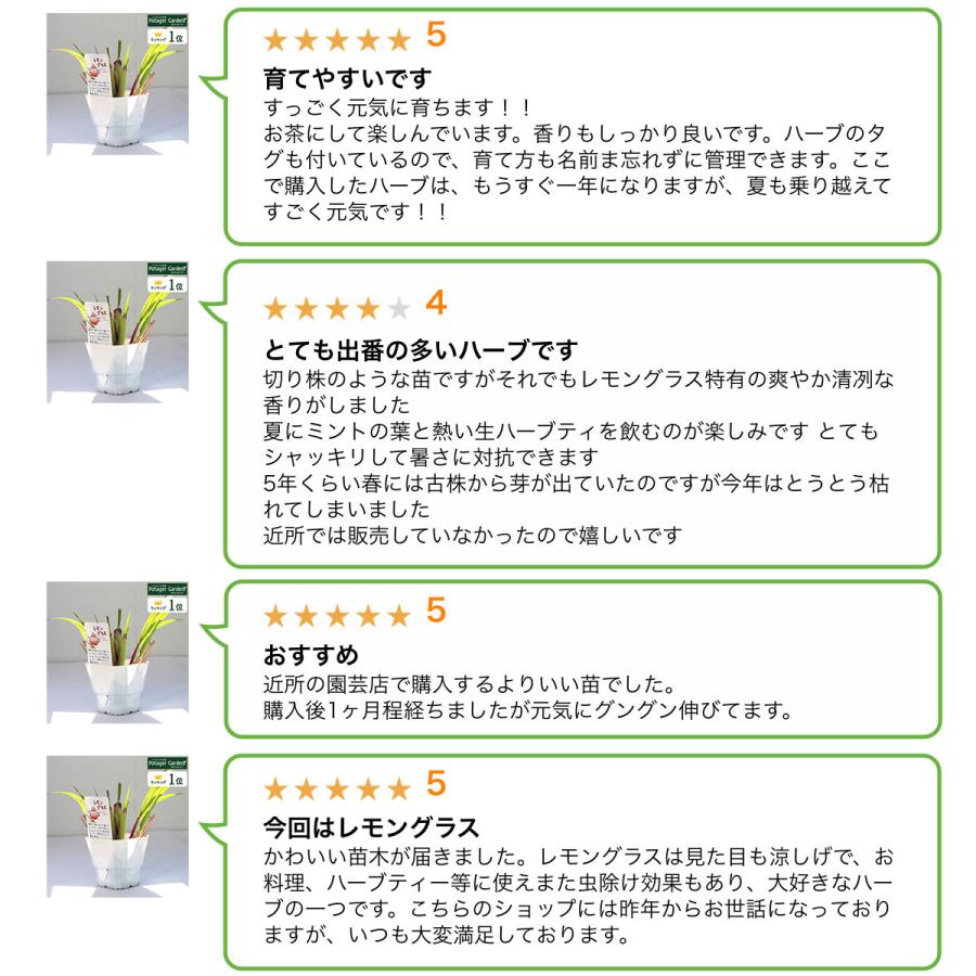 ハーブ 苗 レモングラス 種類 栽培 ハーブガーデン ハーブティー 花 ガーデニング 栽培キット Kitchen Lemongrass ハーブ苗のポタジェガーデン 通販 Yahoo ショッピング