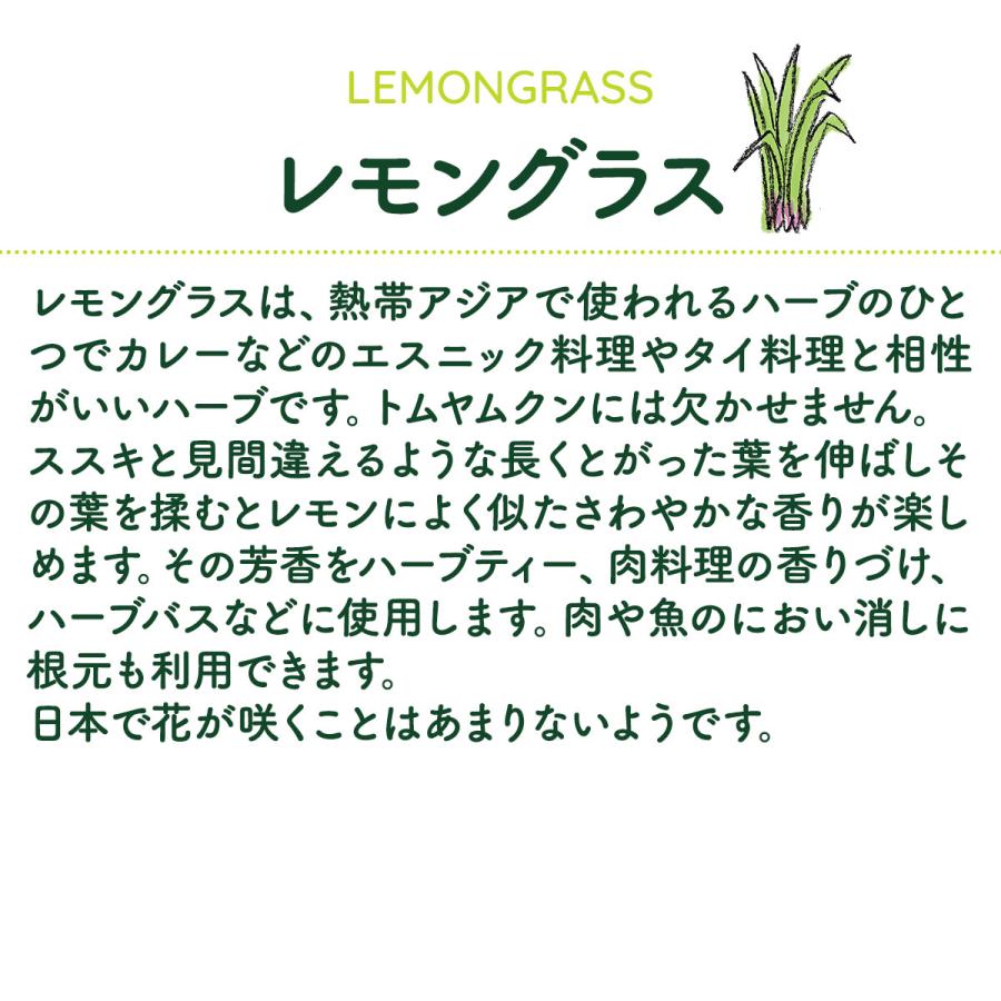 ハーブ 苗 レモングラス（種類 栽培 ハーブガーデン ハーブティー 花