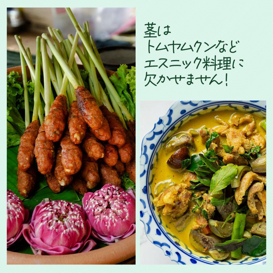ハーブ 苗 レモングラス（種類 栽培 ハーブガーデン ハーブティー 花