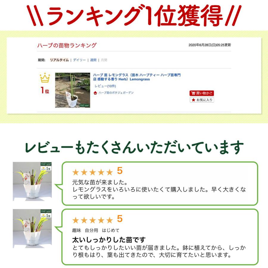 ハーブ 苗 レモングラス 種類 栽培 ハーブガーデン ハーブティー 花 ガーデニング 栽培キット Kitchen Lemongrass ハーブ苗のポタジェガーデン 通販 Yahoo ショッピング