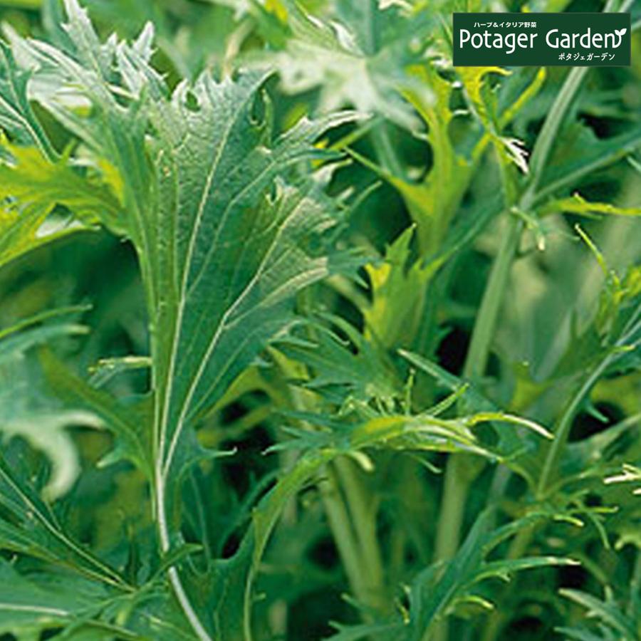 ハーブ 苗 ミズナ 種類 栽培 水菜 ハーブガーデン ハーブティー 花 ガーデニング 栽培キット Kitchen Mizuna ハーブ苗のポタジェガーデン 通販 Yahoo ショッピング
