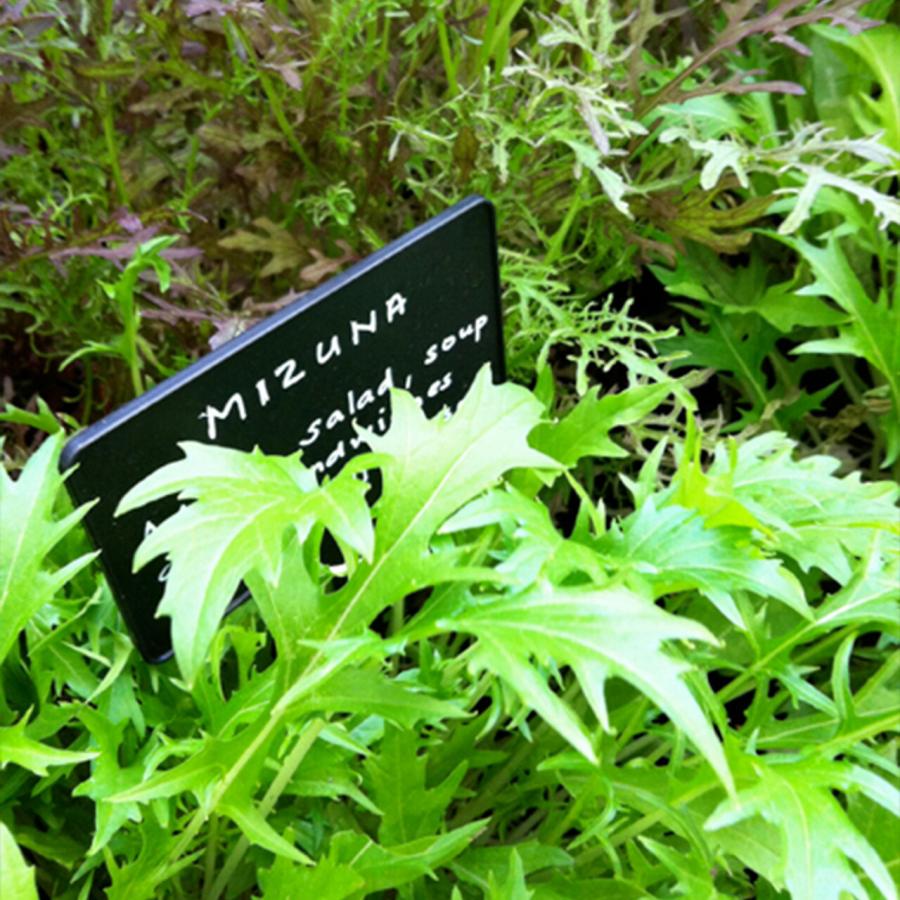 ハーブ 苗 ミズナ 種類 栽培 水菜 ハーブガーデン ハーブティー 花 ガーデニング 栽培キット Kitchen Mizuna ハーブ苗のポタジェガーデン 通販 Yahoo ショッピング