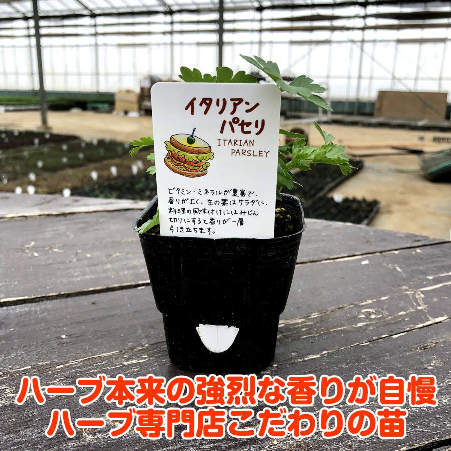 ハーブ 苗 イタリアンパセリ 種類 栽培 ハーブガーデン ハーブティー 花 ガーデニング 栽培キット Kitchen Pasley1 ハーブ苗のポタジェガーデン 通販 Yahoo ショッピング