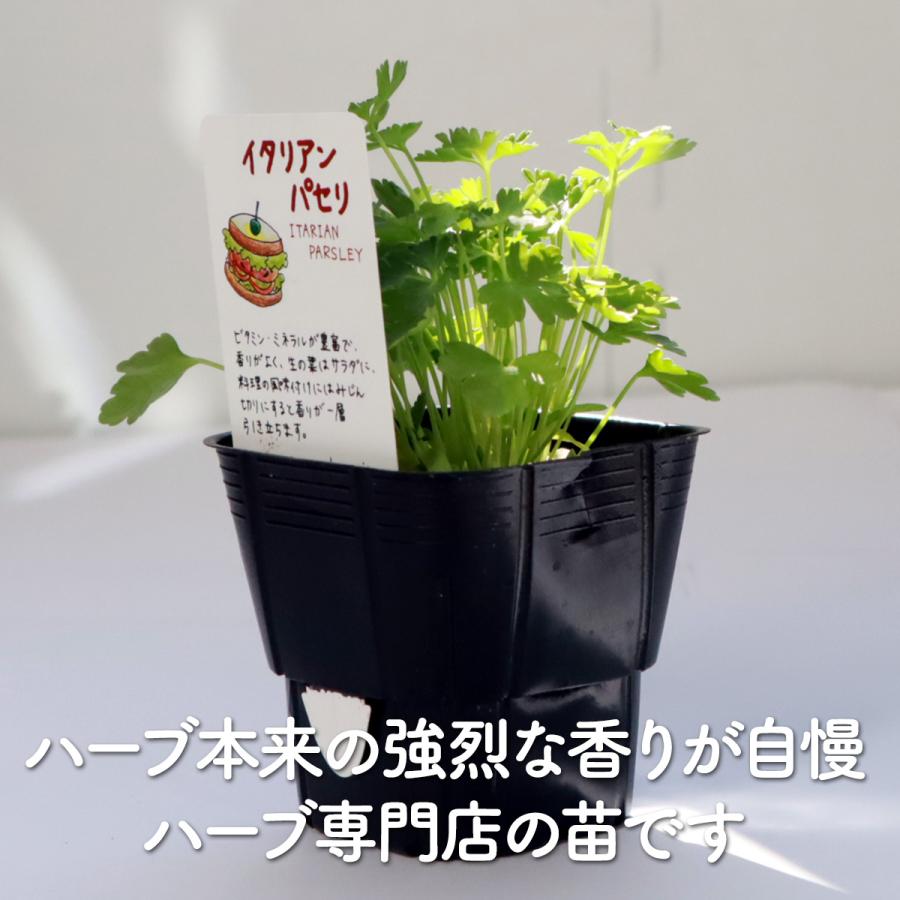 ハーブ 苗 イタリアンパセリ（種類 栽培 ハーブガーデン ハーブティー