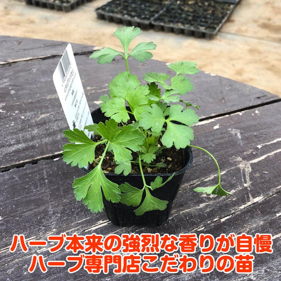 ハーブ 苗 イタリアンパセリ 種類 栽培 ハーブガーデン ハーブティー 花 ガーデニング 栽培キット Kitchen Pasley1 ハーブ苗のポタジェガーデン 通販 Yahoo ショッピング