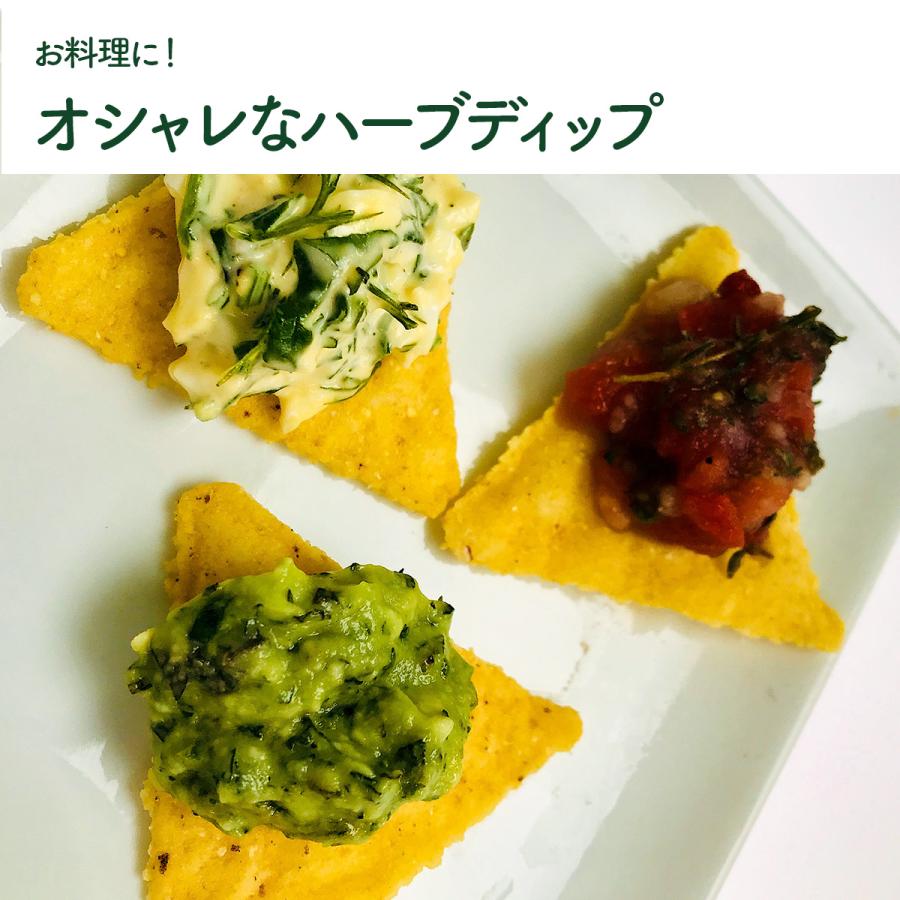 ハーブ 苗 イタリアンパセリ 種類 栽培 ハーブガーデン ハーブティー 花 ガーデニング 栽培キット Kitchen Pasley1 ハーブ苗のポタジェガーデン 通販 Yahoo ショッピング