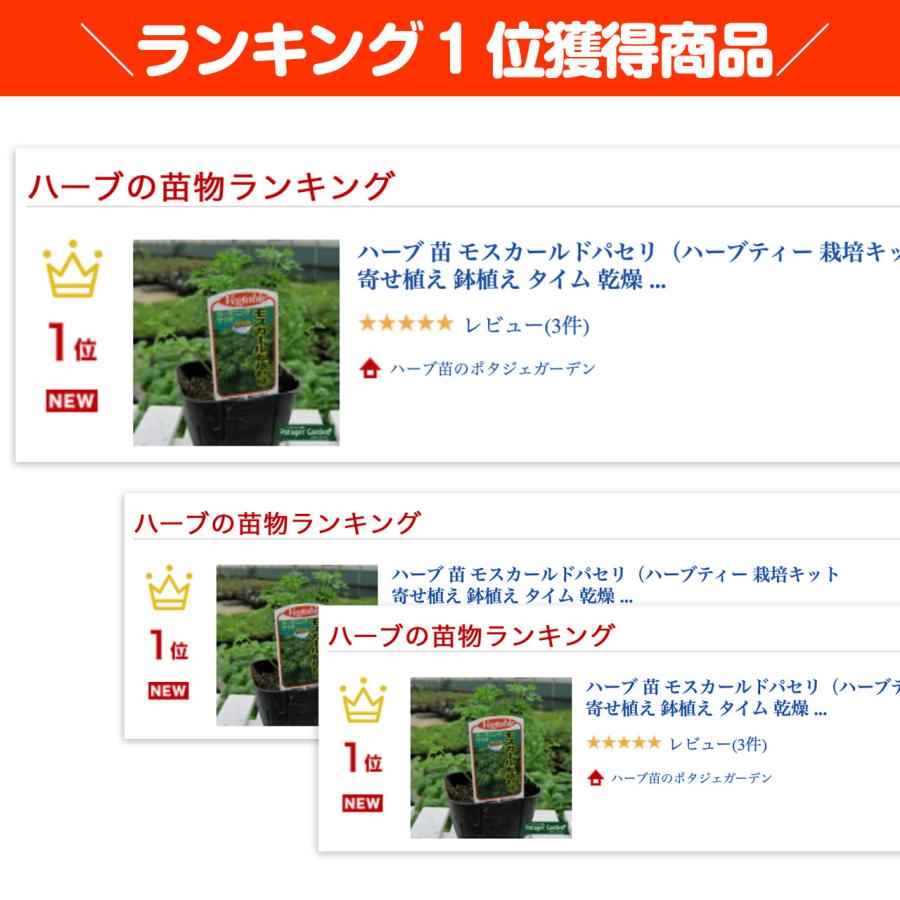 ハーブ 苗 モスカールドパセリ（種類 栽培 ハーブガーデン ハーブティー 花 ガーデニング 栽培キット） |  | 01