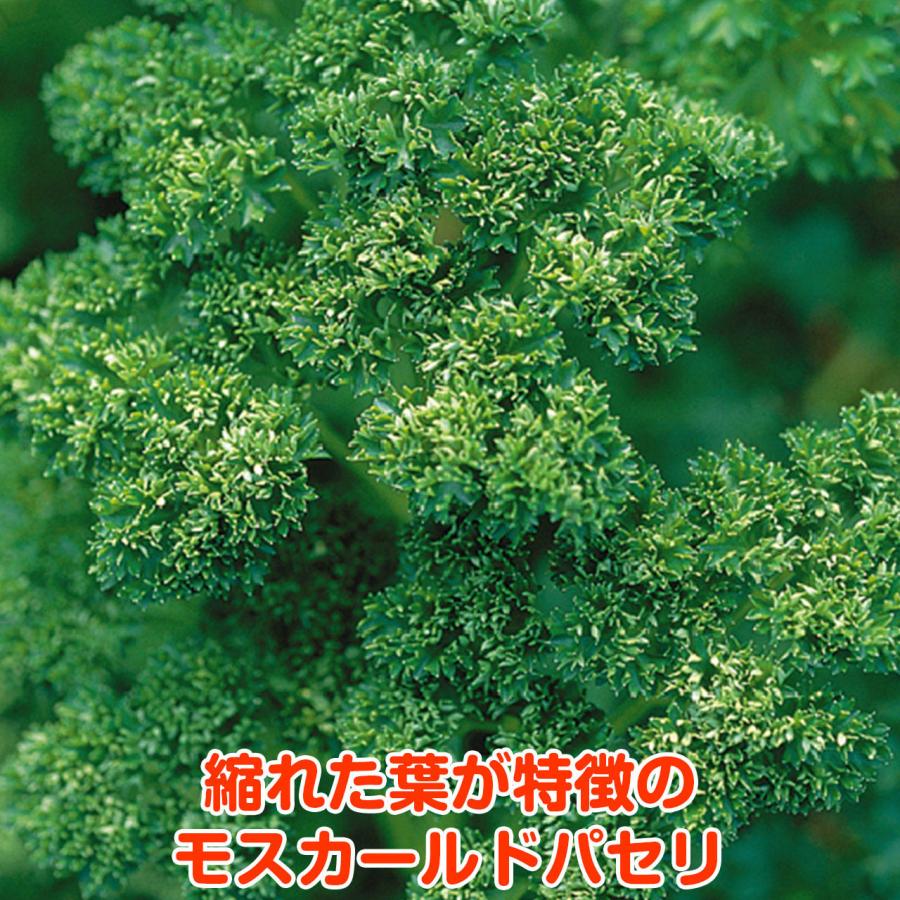 ハーブ 苗 モスカールドパセリ（種類 栽培 ハーブガーデン ハーブティー 花 ガーデニング 栽培キット） |  | 04