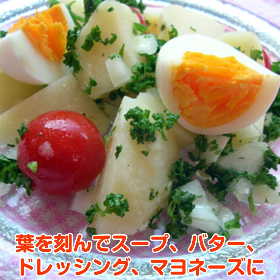 ハーブ 苗 モスカールドパセリ（種類 栽培 ハーブガーデン ハーブティー 花 ガーデニング 栽培キット） |  | 05