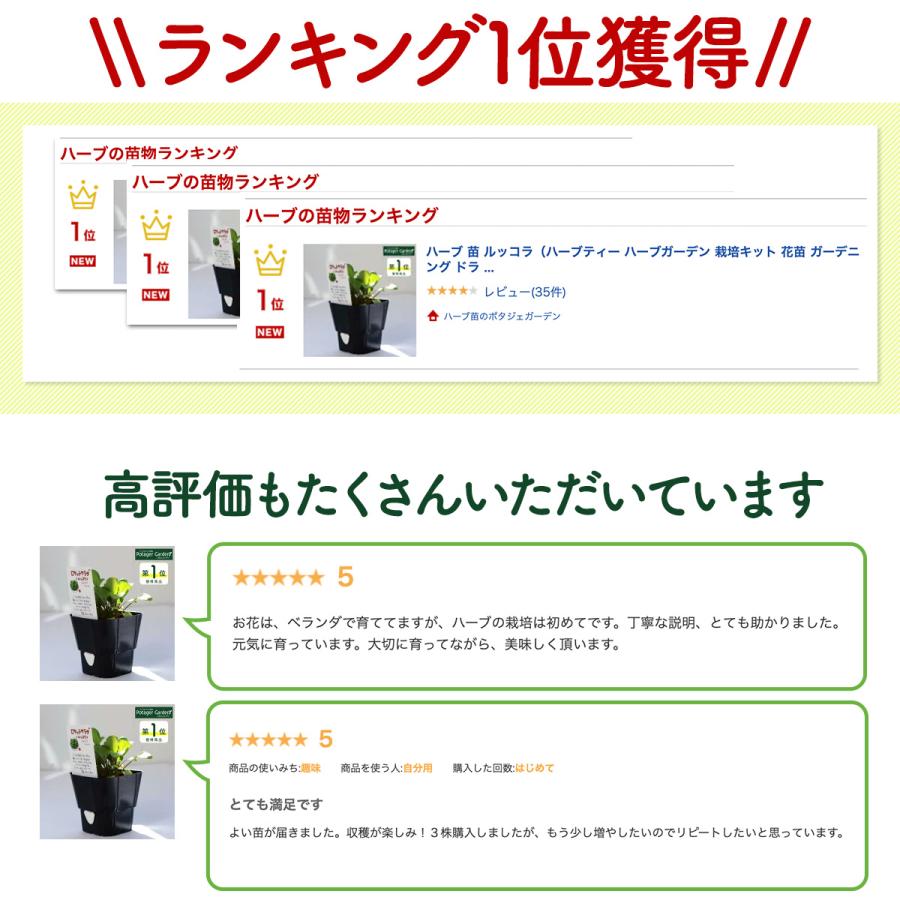 ハーブ 苗 ルッコラ ロケットサラダ（種類 栽培 ハーブガーデン ハーブティー 花 ガーデニング 栽培キット） |  | 10
