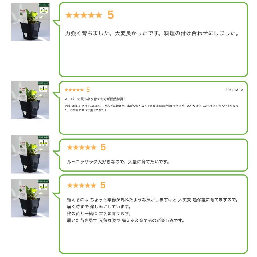ハーブ 苗 ルッコラ ロケットサラダ（種類 栽培 ハーブガーデン ハーブティー 花 ガーデニング 栽培キット） |  | 11