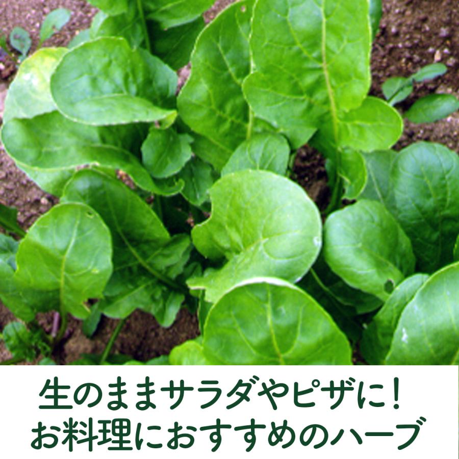 ハーブ 苗 ルッコラ ロケットサラダ（種類 栽培 ハーブガーデン ハーブティー 花 ガーデニング 栽培キット） |  | 03