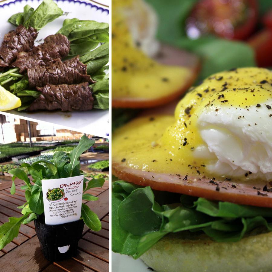 ハーブ 苗 ルッコラ ロケットサラダ（種類 栽培 ハーブガーデン ハーブティー 花 ガーデニング 栽培キット） |  | 04