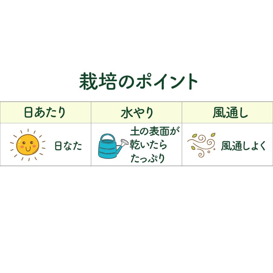 ハーブ 苗 ルッコラ ロケットサラダ（種類 栽培 ハーブガーデン ハーブティー 花 ガーデニング 栽培キット） |  | 05