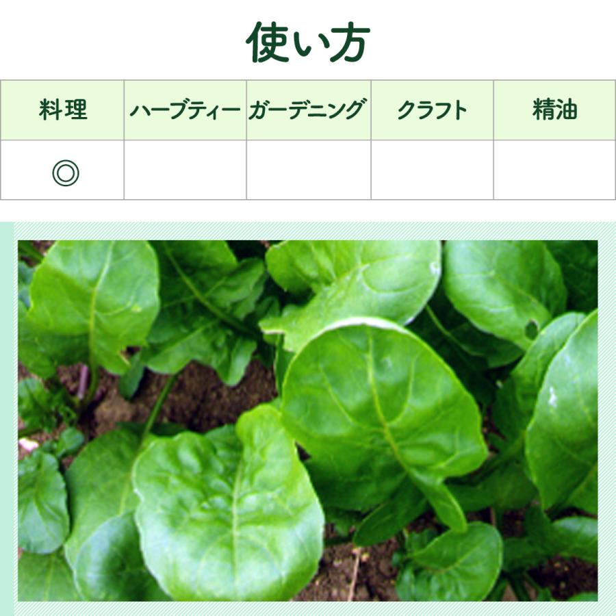 ハーブ 苗 ルッコラ ロケットサラダ（種類 栽培 ハーブガーデン ハーブティー 花 ガーデニング 栽培キット） |  | 06