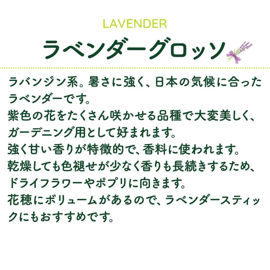 ラベンダー グロッソ ハーブ 苗 10 5cm ストエカス 鉢植え イングリッシュ パープル 紫 フレンチラベンダー 母の日 ポプリ エッセンシャルオイル Lav Grosso10 ハーブ苗のポタジェガーデン 通販 Yahoo ショッピング