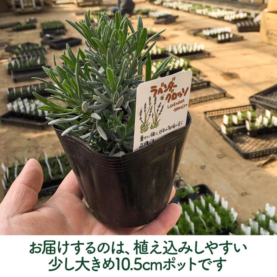 ラベンダー グロッソ ハーブ 苗 10.5cm（ストエカス 鉢植え イングリッシュ パープル 紫 フレンチラベンダー 母の日 ポプリ エッセンシャルオイル）｜potager｜03