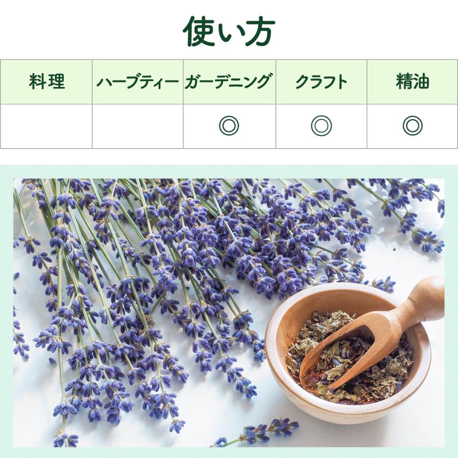 ラベンダー グロッソ ハーブ 苗 10.5cm（ストエカス 鉢植え