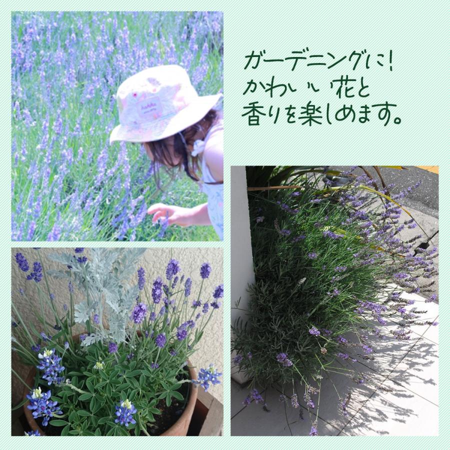 ラベンダー グロッソ ハーブ 苗 10.5cm（ストエカス 鉢植え