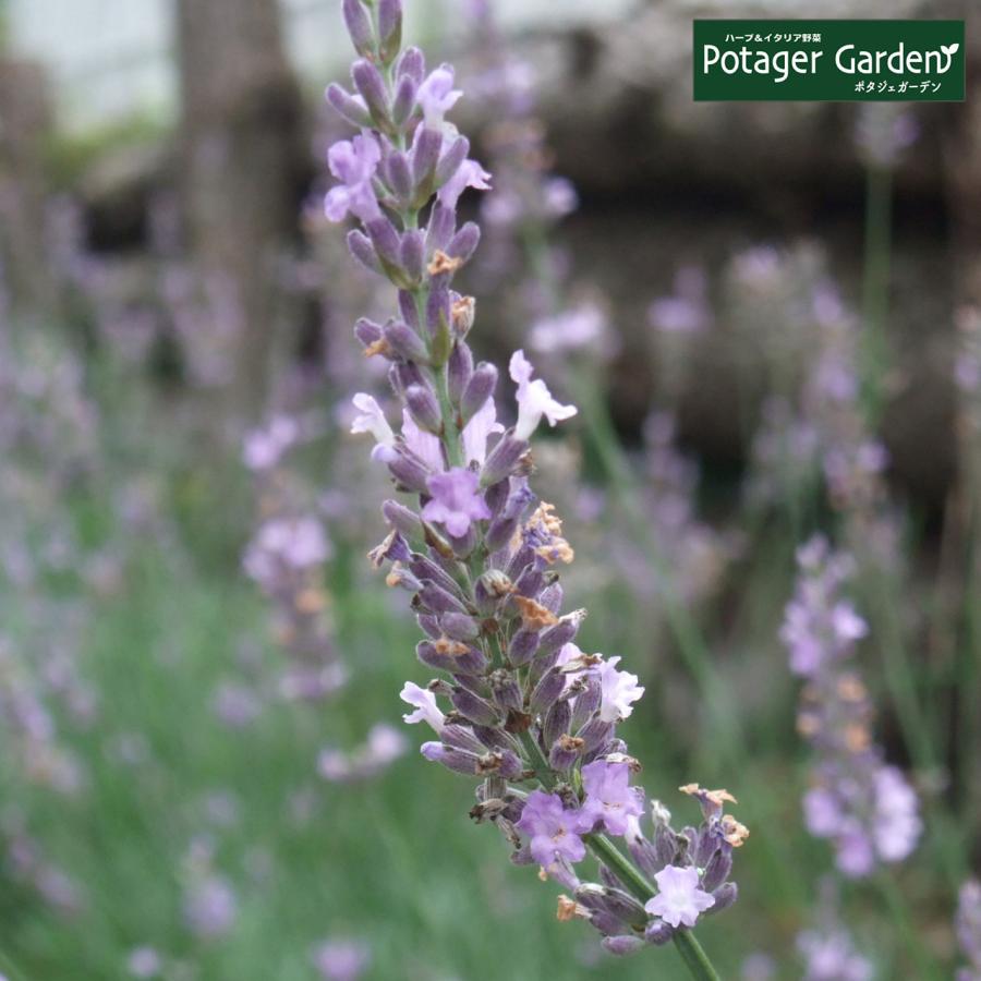 ハーブ 苗 ラベンダー スーパー 種類 栽培 ハーブガーデン ハーブティー 花 ガーデニング 栽培キット Lavender Super ハーブ苗のポタジェガーデン 通販 Yahoo ショッピング
