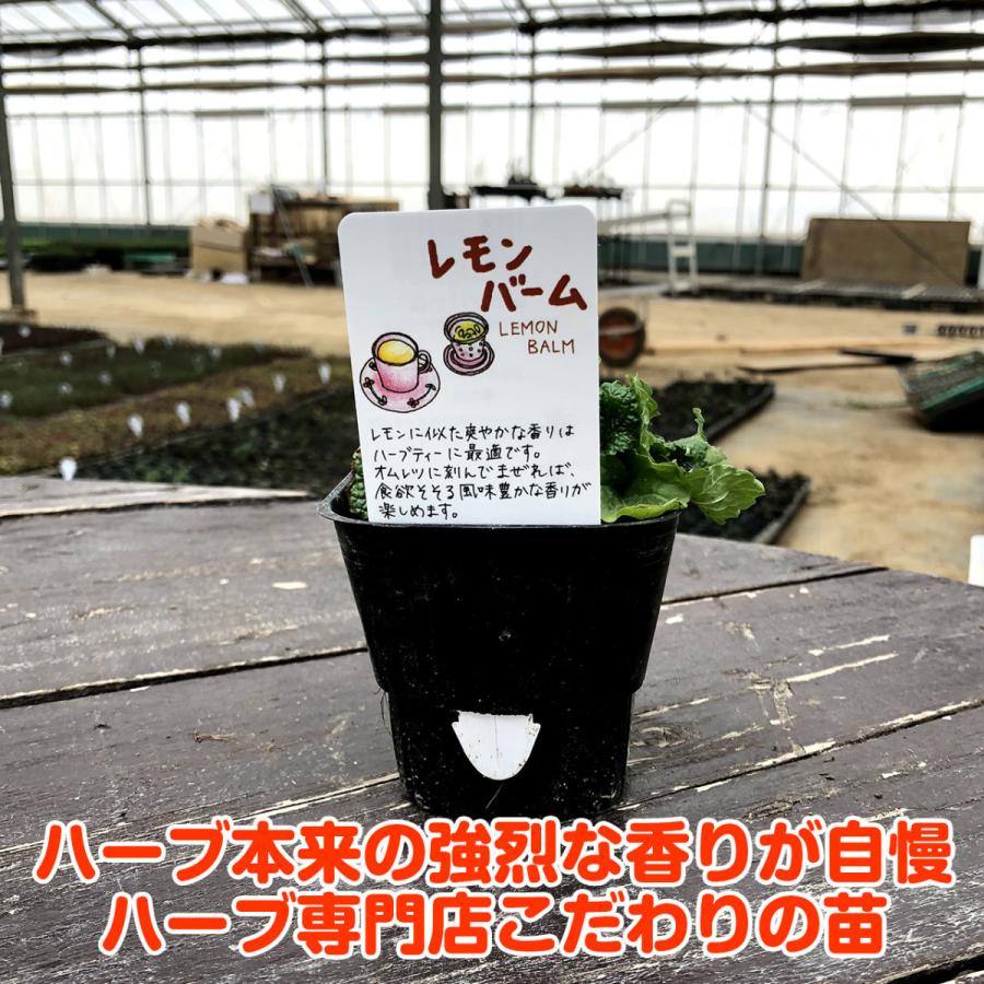ハーブ 苗 セット レモンバーム 6個 ハーブティー 寄せ植え 鉢植え 栽培キット 種 野菜 花 東京 時期 卸 春 夏 秋 冬 種類 詰め合わせ Lemonbalm 6 ハーブ苗のポタジェガーデン 通販 Yahoo ショッピング