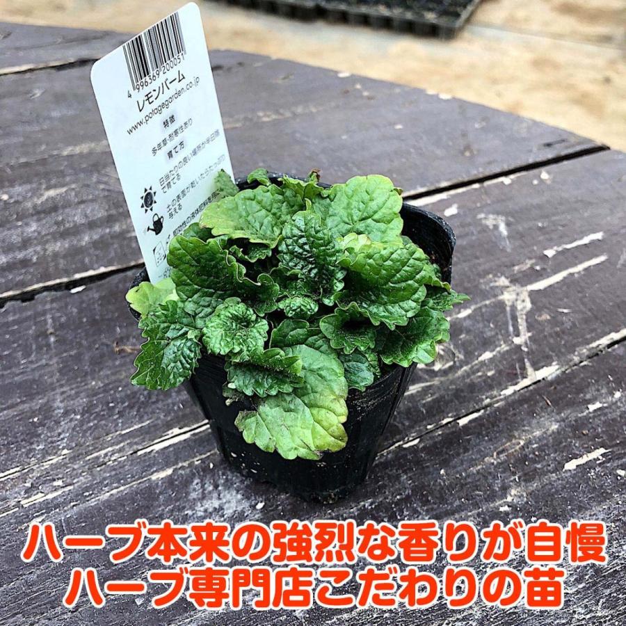 レモンバーム&エリゲロン 苗セット オーガニック レモンバーム ハーブ