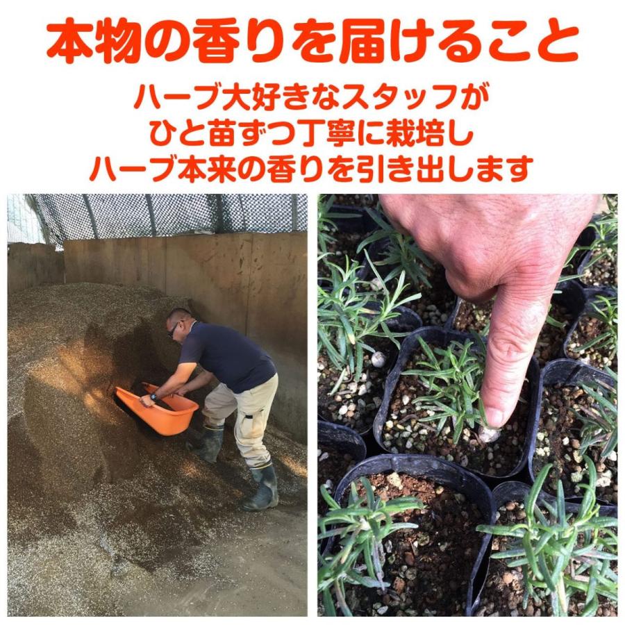 ハーブ 苗 セット レモンバーム 6個 ハーブティー 寄せ植え 鉢植え 栽培キット 種 野菜 花 東京 時期 卸 春 夏 秋 冬 種類 詰め合わせ Lemonbalm 6 ハーブ苗のポタジェガーデン 通販 Yahoo ショッピング