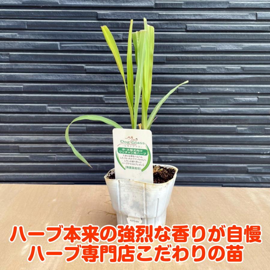 ハーブ 苗 レモングラス 犬用（苗木 ハーブティー ハーブ苗専門店 感動