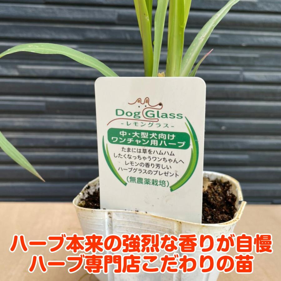 ハーブ 苗 レモングラス 犬用（苗木 ハーブティー ハーブ苗専門店 感動
