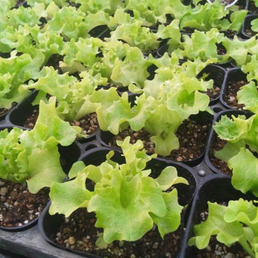 野菜 苗 ロロビオンタ レタス 種類 栽培 ハーブガーデン ハーブティー 花 ガーデニング 栽培キット Lettus Bionta ハーブ苗のポタジェガーデン 通販 Yahoo ショッピング