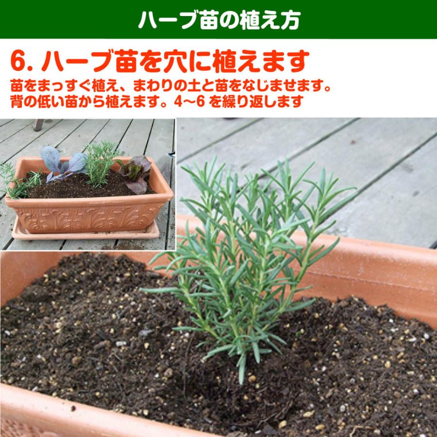 ハーブ 苗 メキシカンスイートハーブ 花苗 苗木 多年生 多年草 栽培 寄せ植え 育て方 使い方 野菜 収穫 時期 作り方 乾燥 ドライ Mex Sweet ハーブ苗のポタジェガーデン 通販 Yahoo ショッピング