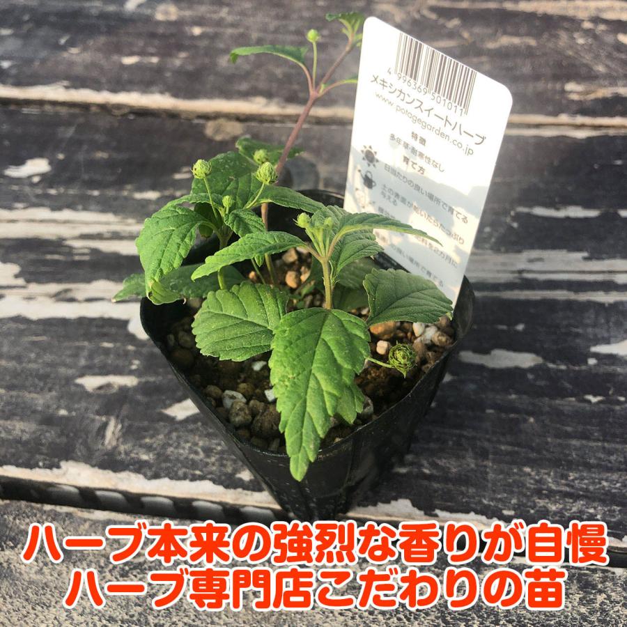 ハーブ 苗 メキシカンスイートハーブ 花苗 苗木 多年生 多年草 栽培 寄せ植え 育て方 使い方 野菜 収穫 時期 作り方 乾燥 ドライ Mex Sweet ハーブ苗のポタジェガーデン 通販 Yahoo ショッピング