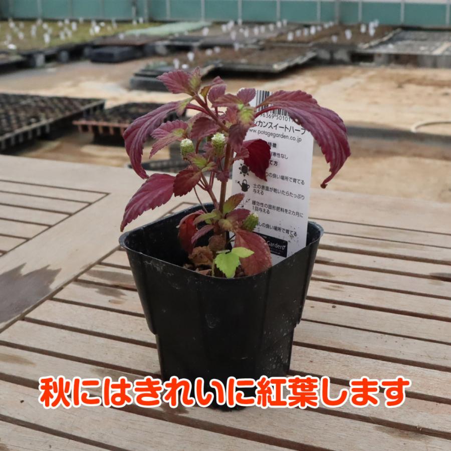 ハーブ 苗 メキシカンスイートハーブ 花苗 苗木 多年生 多年草 栽培 寄せ植え 育て方 使い方 野菜 収穫 時期 作り方 乾燥 ドライ Mex Sweet ハーブ苗のポタジェガーデン 通販 Yahoo ショッピング