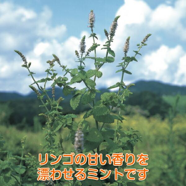 アップルパイ様　ご確認用　ミントブッシュ　モンシェリー　抜き苗 アップルパイ様 ご確認用 ミントブッシュ モンシェリー 抜き苗