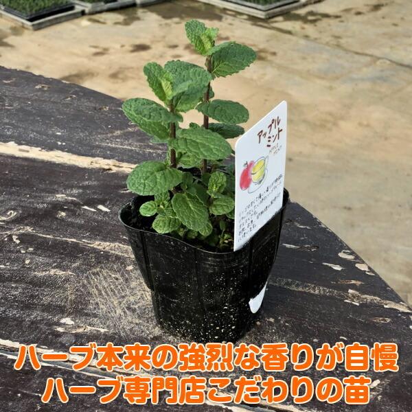ハーブ 苗 セット アップルミント個 種類 栽培 ハーブティー ハーブガーデン 花 ガーデニング 苗木 栽培キット 送料無料 Mint Apple ハーブ苗のポタジェガーデン 通販 Yahoo ショッピング