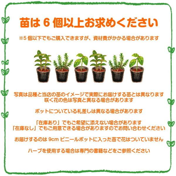 ハーブ 苗 セット アップルミント個 種類 栽培 ハーブティー ハーブガーデン 花 ガーデニング 苗木 栽培キット 送料無料 Mint Apple ハーブ苗のポタジェガーデン 通販 Yahoo ショッピング