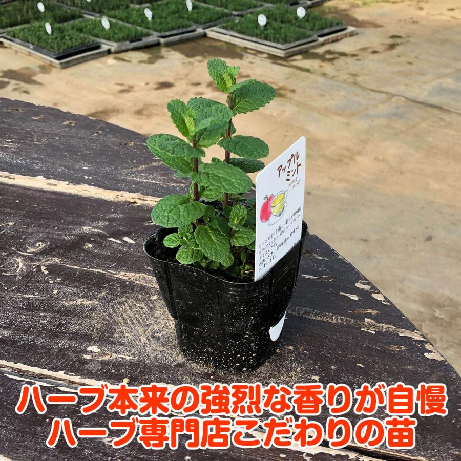 ハーブ 苗 セット アップルミント5個（種類 栽培 ハーブティー ハーブ