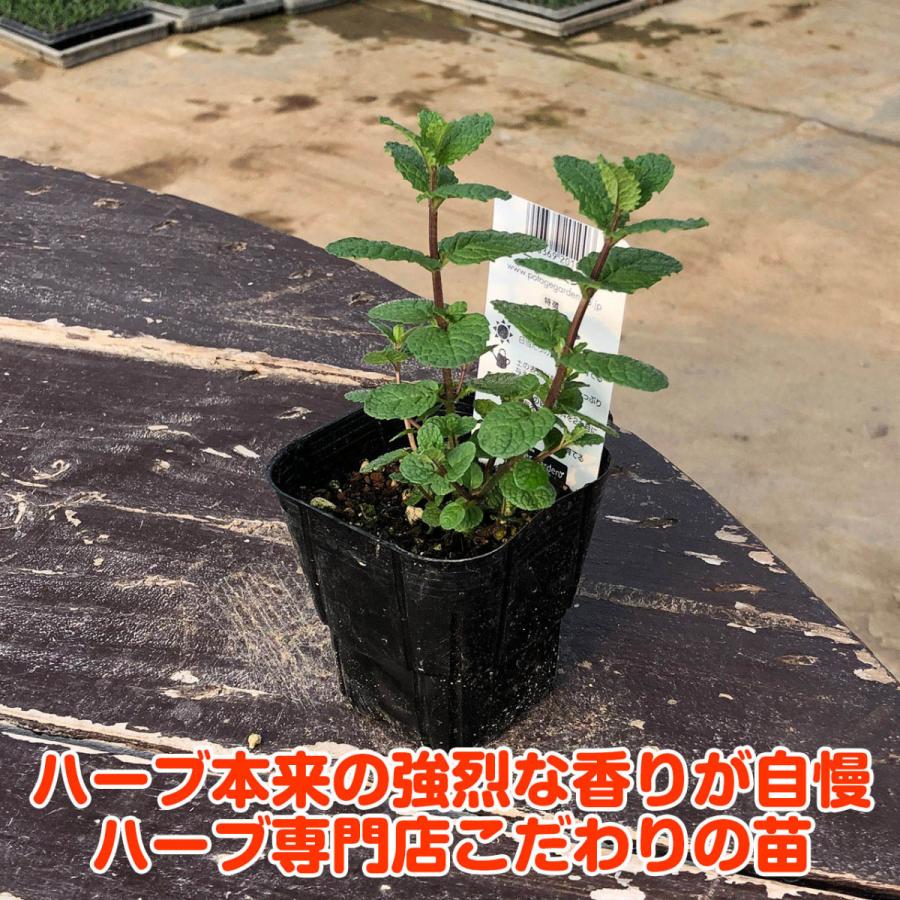 ハーブ 苗 アップルミント 種類 栽培 ハーブティー ハーブガーデン ミントオイル 育て方 苗木 果樹 栽培キット 栽培セット Mint Apple ハーブ苗のポタジェガーデン 通販 Yahoo ショッピング