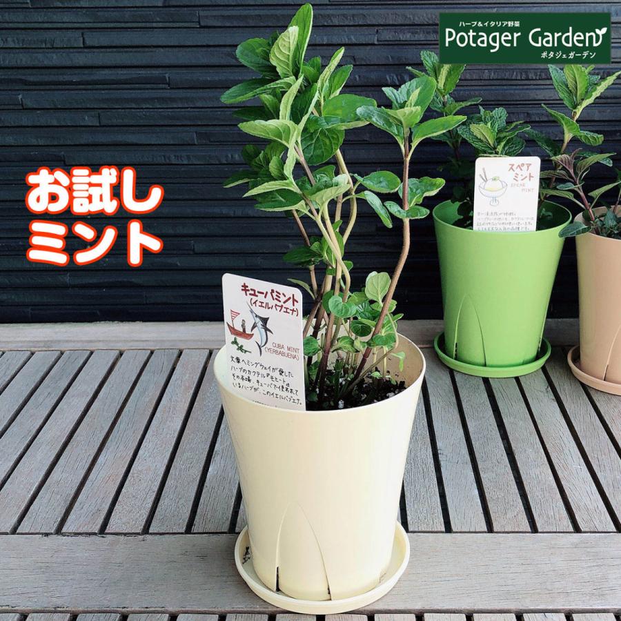 ハーブ 苗 モヒート ミント カラープランター入 イエルバブエナ 送料無料 寄せ植え 栽培キット ハーブティー ガーデニング 観葉植物 モヒート Mint Big1 ハーブ苗のポタジェガーデン 通販 Yahoo ショッピング