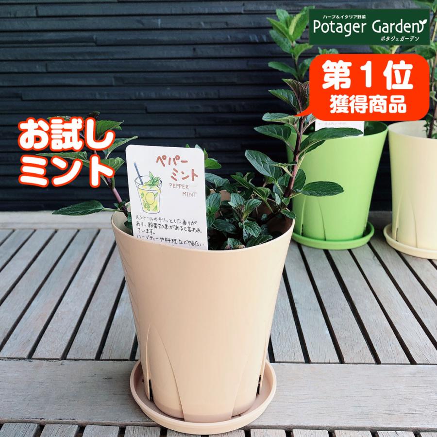 ハーブ 苗 ペパーミント カラープランター入 送料無料 寄せ植え 栽培キット かわいい ハーブティー ハーブガーデン ガーデニング 観葉植物 Mint Big2 ハーブ苗のポタジェガーデン 通販 Yahoo ショッピング