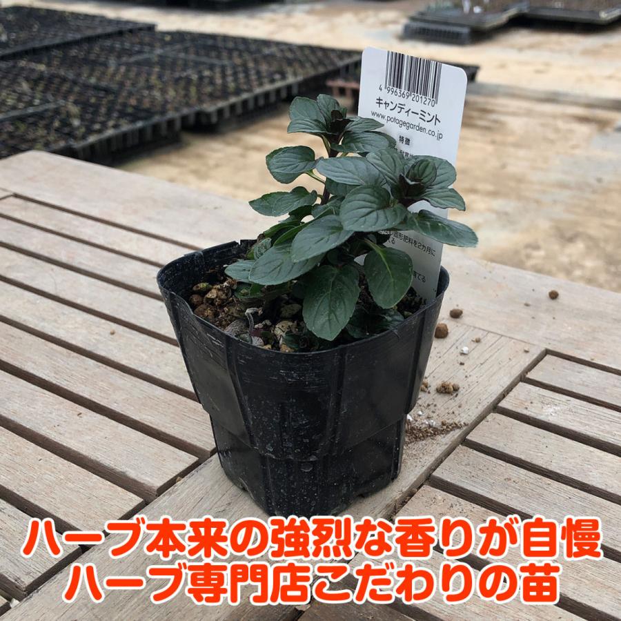 ハーブ 苗 キャンディミント 種類 栽培 ハーブティー ハーブガーデン ミントオイル 育て方 苗木 果樹 栽培キット 栽培セット Mint Candy ハーブ苗のポタジェガーデン 通販 Yahoo ショッピング