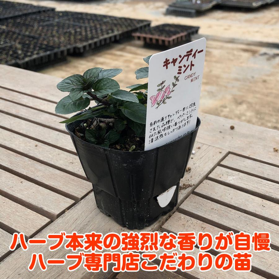 ハーブ 苗 キャンディミント 種類 栽培 ハーブティー ハーブガーデン ミントオイル 育て方 苗木 果樹 栽培キット 栽培セット Mint Candy ハーブ苗のポタジェガーデン 通販 Yahoo ショッピング