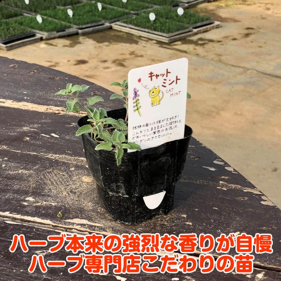 ハーブ 苗 キャットミント 種類 栽培 ハーブティー ハーブガーデン ミントオイル 育て方 苗木 果樹 栽培キット 栽培セット Mint Cat ハーブ苗のポタジェガーデン 通販 Yahoo ショッピング