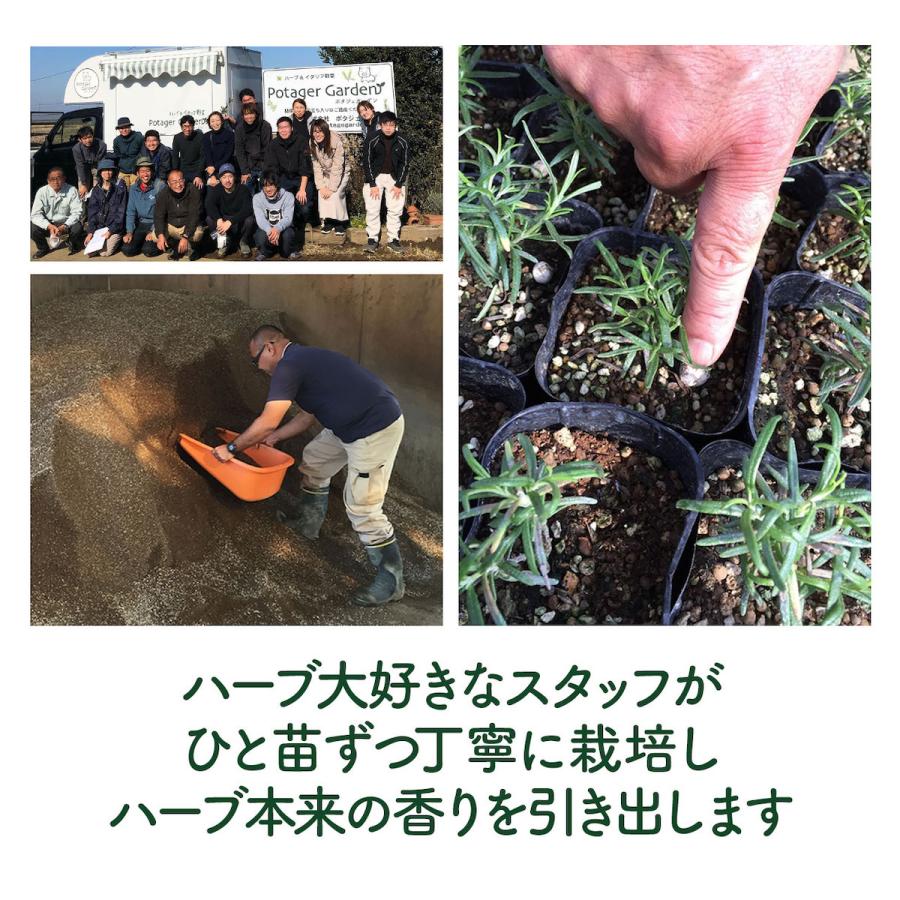 ハーブ 苗 チョコレートミント（ハーブティ ハッカ油 虫除け グリーン 鉢植え 栽培方法 育て方 使い方 選び方 種類 花苗 簡単） |  | 04