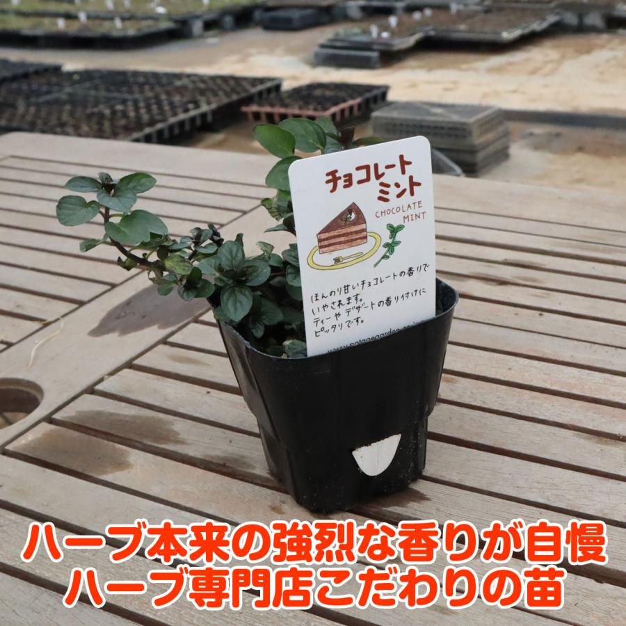 ハーブ 苗 チョコレートミント（ハーブティ ハッカ油 虫除け グリーン 鉢植え 栽培方法 育て方 使い方 選び方 種類 花苗 簡単） |  | 01