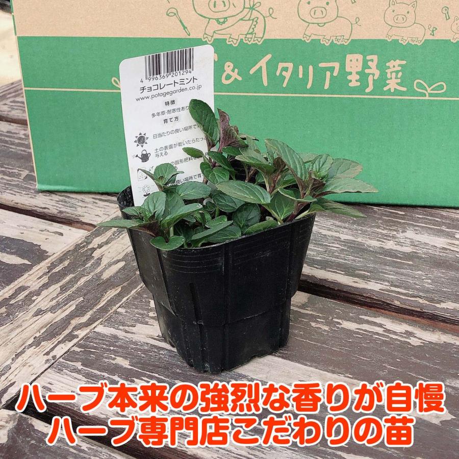 ハーブ 苗 チョコレートミント（ハーブティ ハッカ油 虫除け グリーン 鉢植え 栽培方法 育て方 使い方 選び方 種類 花苗 簡単） |  | 02