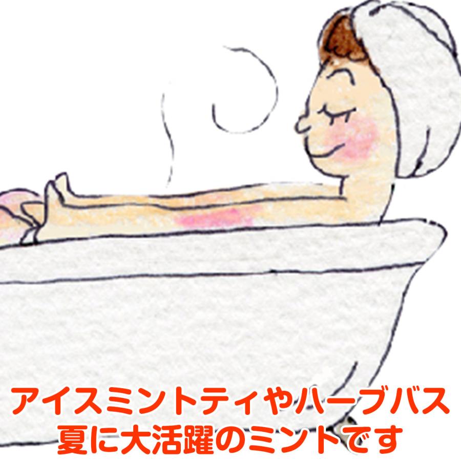 ハーブ 苗 クールミント 種類 栽培 ハーブティー ハーブガーデン ミントオイル 育て方 苗木 果樹 栽培キット 栽培セット Mint Cool ハーブ苗のポタジェガーデン 通販 Yahoo ショッピング